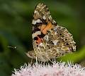 Red admiral butterfly
